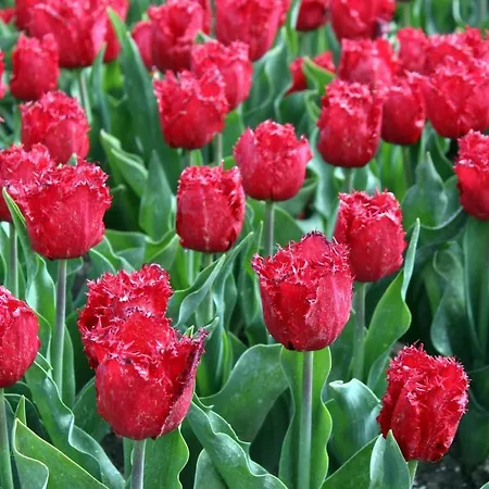 度假居 Zomerhuisje Bij Zee 海边的艾格蒙特