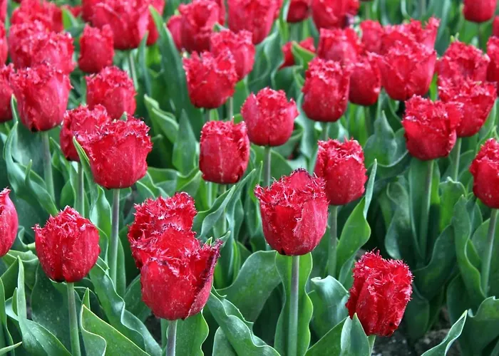 度假居 Zomerhuisje Bij Zee 海边的艾格蒙特