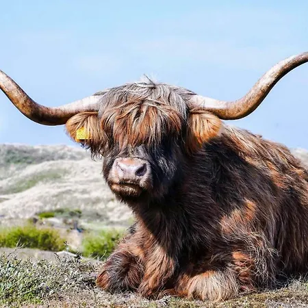 Zomerhuisje Bij Zee *