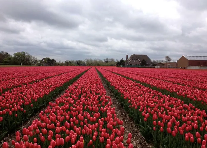Vakantiehuis Zomerhuisje Bij Zee Egmond aan Zee